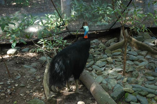 North Queensland - Port Douglas - Breakfast with the Birds