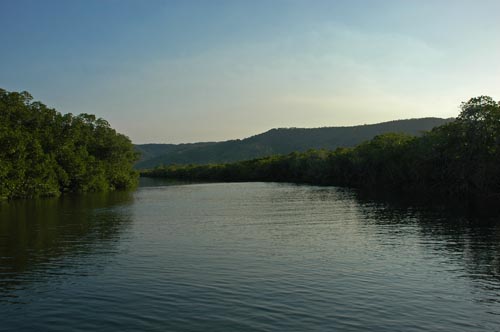 North Queensland - Port Douglas - Mangroven