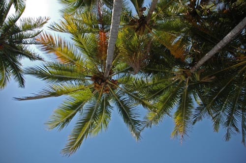 North Queensland - Port Douglas - Four Mile Beach