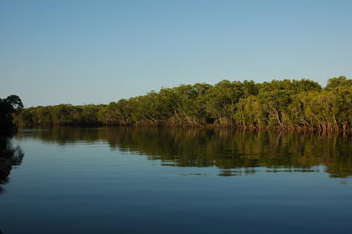 Port Douglas - Mangroven