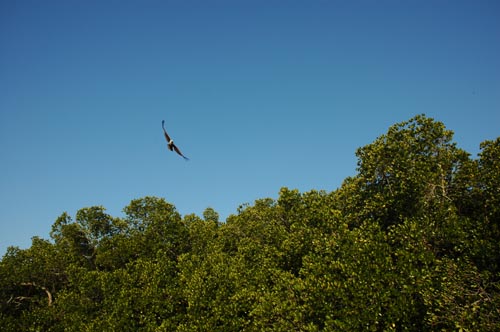 North Queensland - Port Douglas - Mangroven