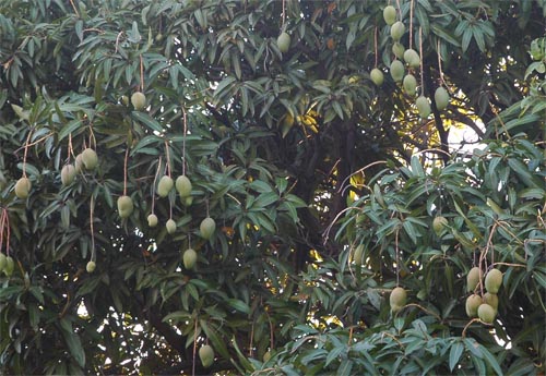 North Queensland - Townsville -Mangobaum