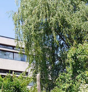 Schriesheim - Neues Rathaus