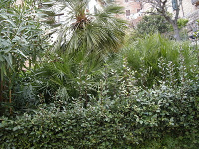 Siena - Grünflächen in der Stadt