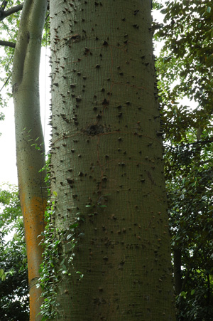 Singapur - Fort Canning Park "Trees of the Fort Trail"