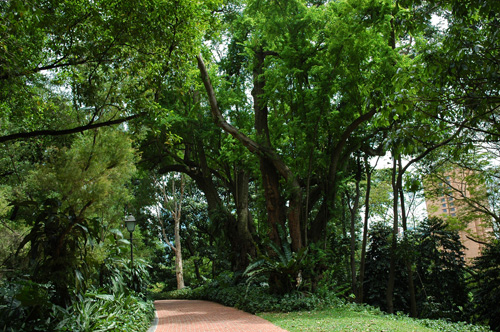 Singapur - Fort Canning Park "Trees of the Fort Trail"