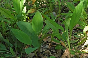 Curcuma