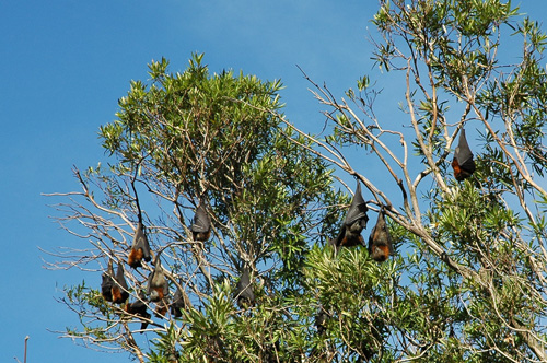 Sydey - Royal Botanic Gardens - F lying Foxes