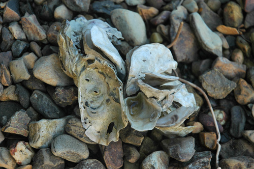 South Tasmania - Bruny Island - Castle Forbes Bay  