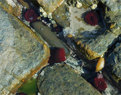 South Tasmania - Eaglehawk Neck -Tesselated Pavement