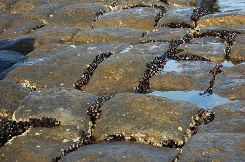 South Tasmania - Eaglehawk Neck -Tesselated Pavement