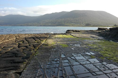 South Tasmania - Eaglehawk Neck -Tesselated Pavement