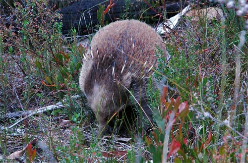 Tasman Peninsula - Fortescue Bay