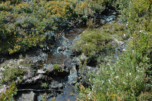 South Tasmania - Hartz National Park