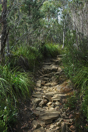 South Tasmania - Hartz National Park - Boardwalk