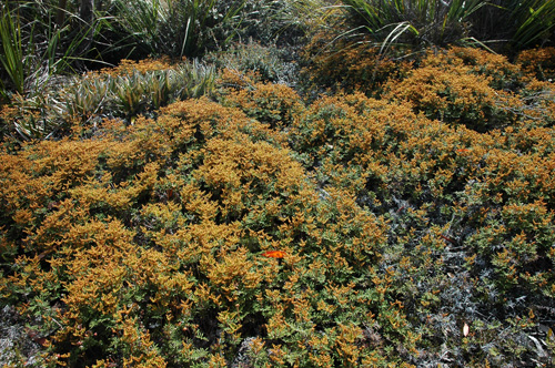South Tasmania - Hartz National Park