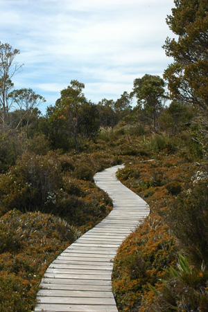 South Tasmania - Hartz National Park - Boardwalk