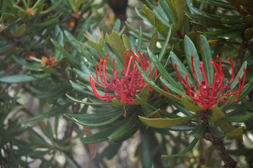 South Tasmania - Hartz National Park