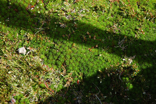 South Tasmania - Hartz National Park