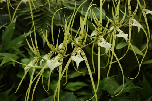 South Tasmania - Hobart - Botanischer Garten