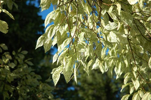 South Tasmania - Hobat - Impressionen