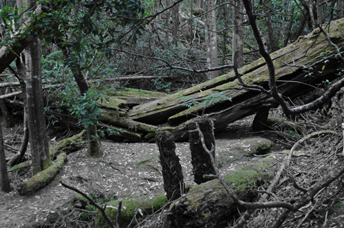 South Tasmania - Snug Falls