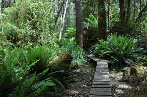 South Tasmania - Bushwalk zum Southwest Cape