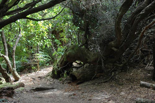 South Tasmania - Bushwalk zum Southwest Cape