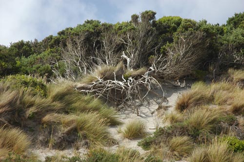 South Tasmania - Bushwalk Southwest Cape 