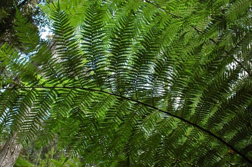 South Tasmania - Bushwalk zum Southwest Cape