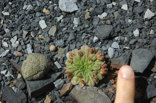 South Tasmania - Bushwalk Southwest Cape 