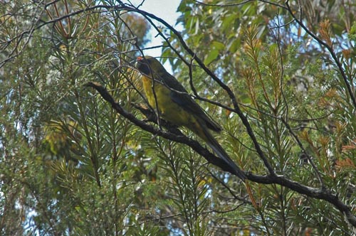 South Tasmania - Bushwalk Southwest Cape 