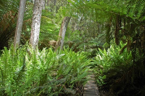South Tasmania - Bushwalk zum Southwest Cape