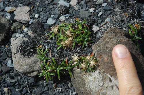 South Tasmania - Bushwalk Southwest Cape 