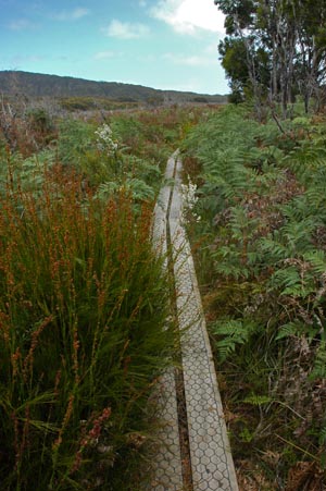 South Tasmania - Bushwalk zum Southwest Cape