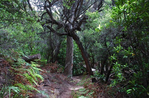South Tasmania - Bushwalk zum Southwest Cape