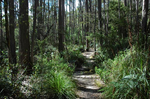 South Tasmania - Tasman Peninsula - Waterfall Bluff