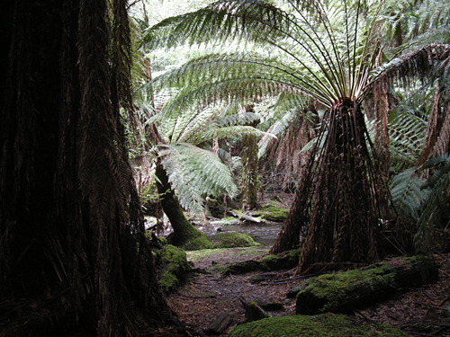 Mount Field National Park - Baumfarne