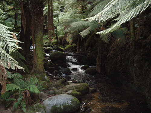Bushwalk zu den St. Columba Falls
