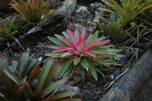 Bromeliengewächse