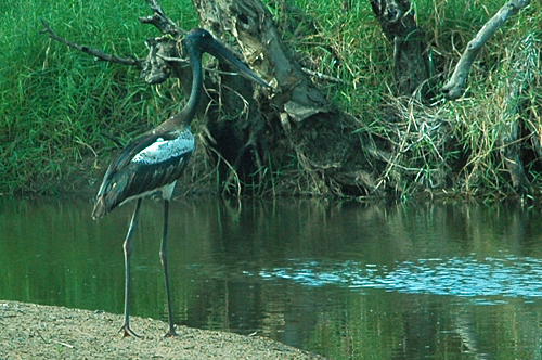 Storchenvogel Jabiru