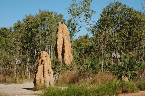 Cathedral Termite Mound