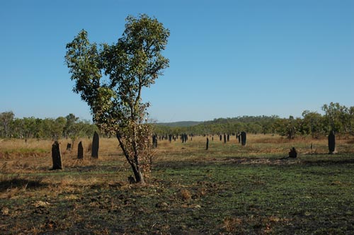 Magnetic Termite Mounds