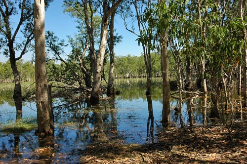 Tabletop Swamp