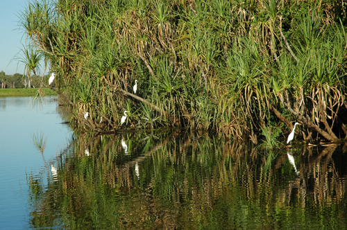 Yellow Water - Pandanuspalmen