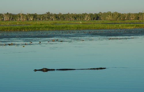 Yellow Water mit Saltie