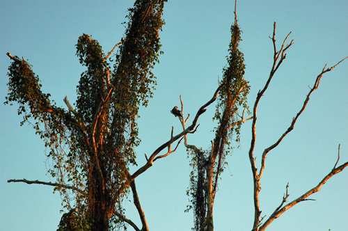 Yellow Water in der Morgensonne