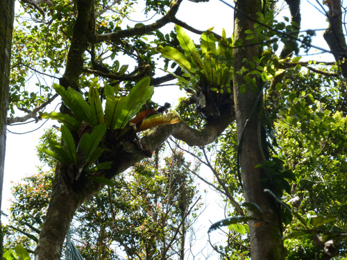 Whitsundays - Finch Hatton Gorge