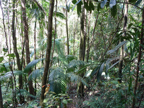 Whitsundays - Finch Hatton Gorge