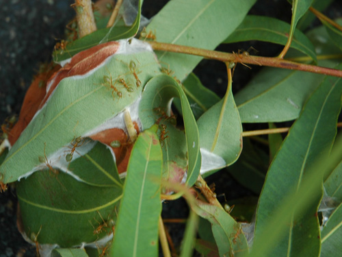 Whitsundays - South Molle Island -Green Tree Ameisen